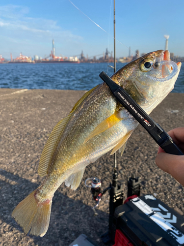 イシモチの釣果