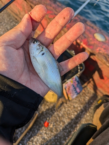 コノシロの釣果