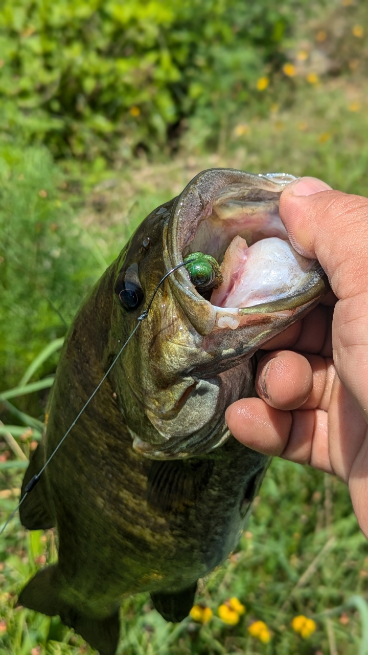 スモールマウスバス