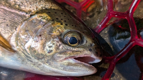 ニジマスの釣果