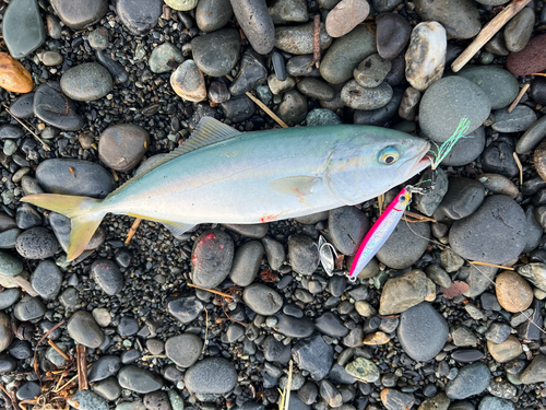 ワカシの釣果