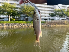 スズキの釣果