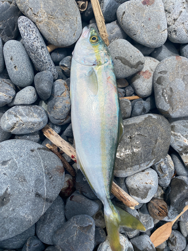 ワカシの釣果