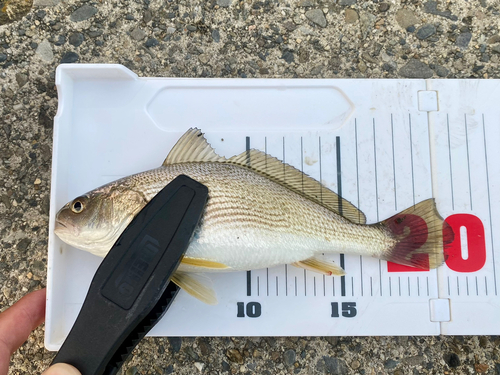 イシモチの釣果