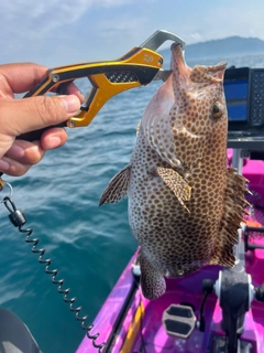 オオモンハタの釣果