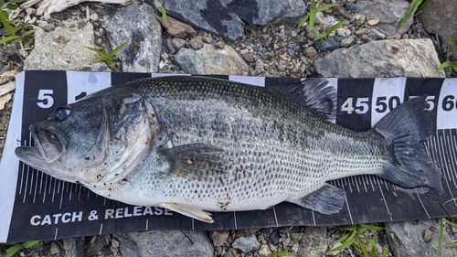 ブラックバスの釣果