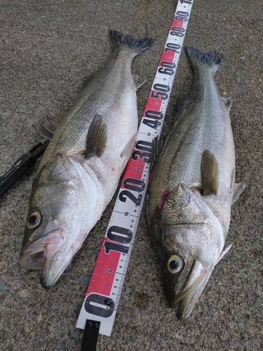 スズキの釣果