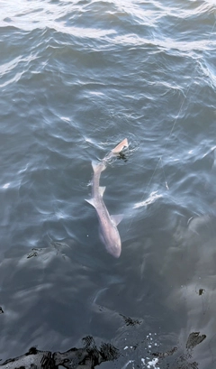 ドチザメの釣果