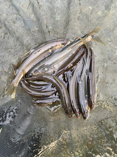 アユの釣果