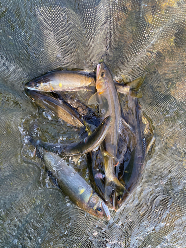 アユの釣果