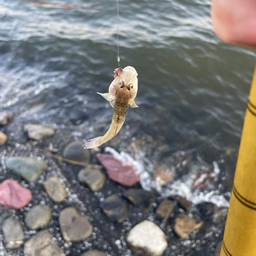 ハゼの釣果