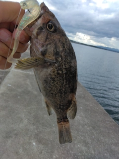 クロソイの釣果