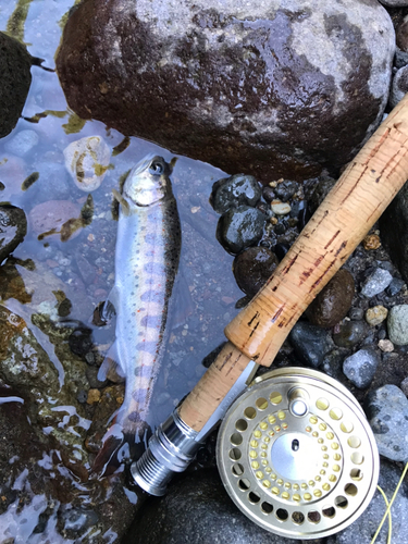 アマゴの釣果