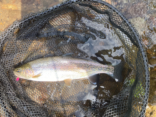 ニジマスの釣果