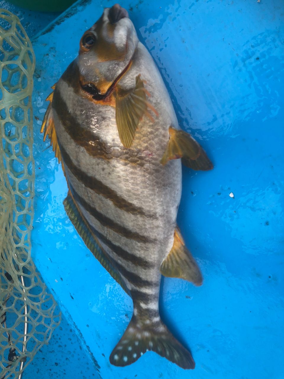 へなちょこ　釣り師さんの釣果 2枚目の画像