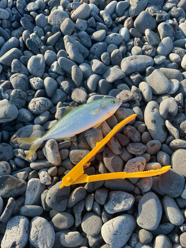 ワカナゴの釣果