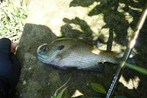 ブルーギルの釣果