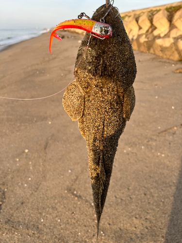 マゴチの釣果