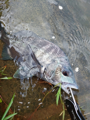 チヌの釣果