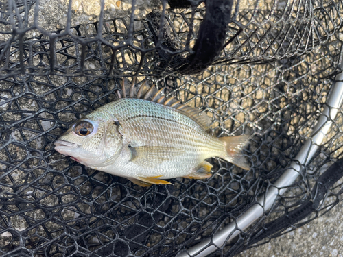 キビレの釣果