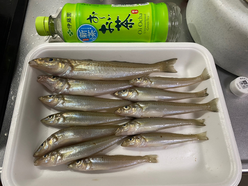 シロギスの釣果