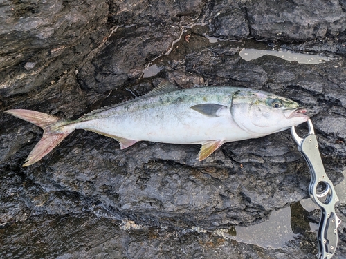 ヤズの釣果