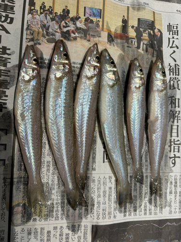 キスの釣果