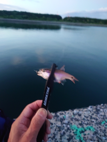 ネンブツダイの釣果