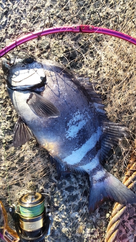 イシダイの釣果