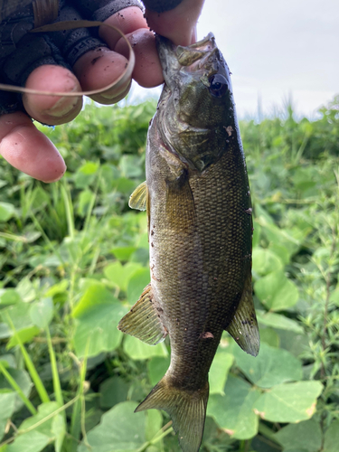 スモールマウスバスの釣果