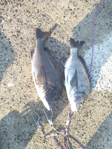 クロダイの釣果