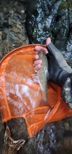 イワナの釣果