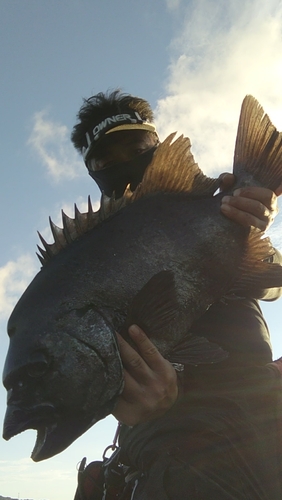 イシダイの釣果