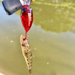 マハゼの釣果