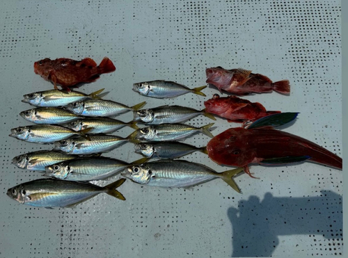 アジの釣果