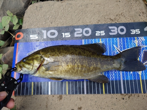 スモールマウスバスの釣果