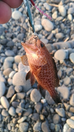 オオモンハタの釣果