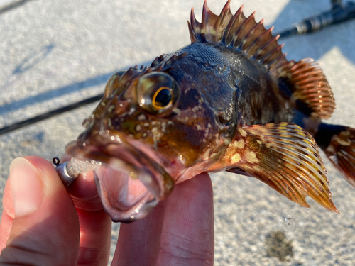 カサゴの釣果