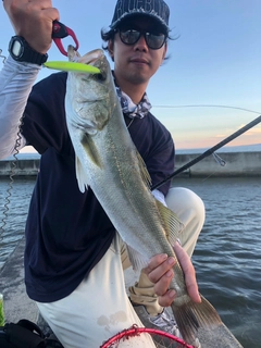 シーバスの釣果