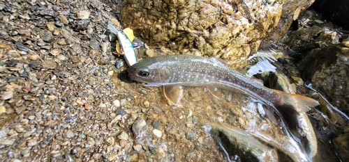 イワナの釣果