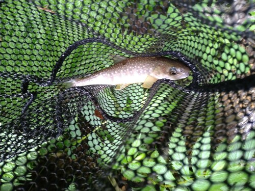 ニッコウイワナの釣果