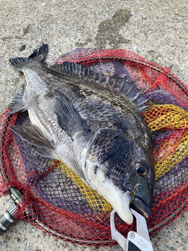 クロダイの釣果