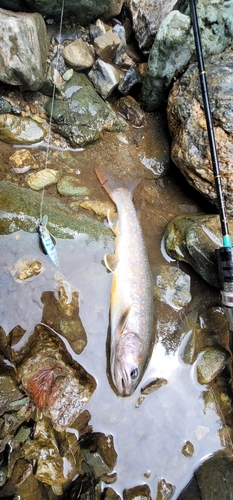 イワナの釣果