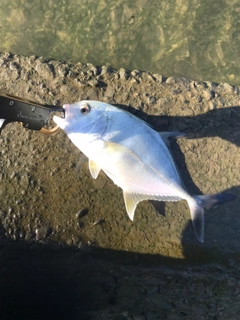 メッキの釣果