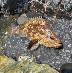 ベッコウゾイの釣果