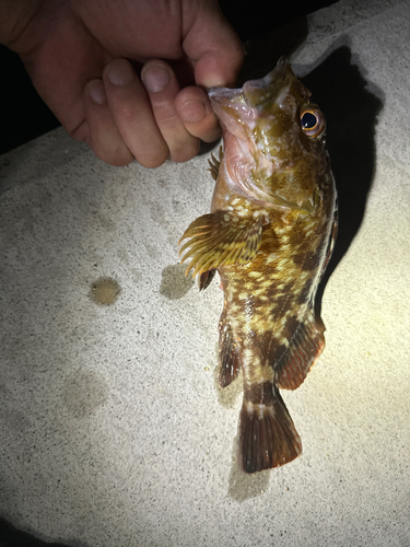 カサゴの釣果