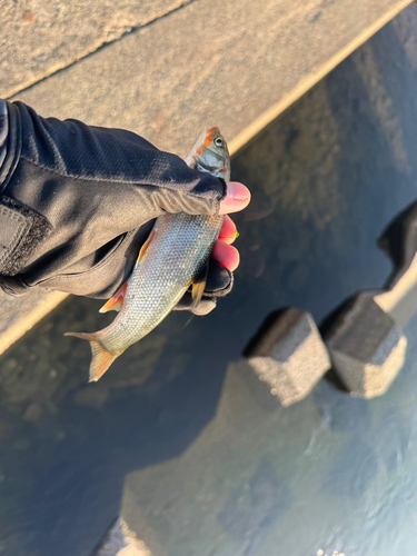 ウグイの釣果