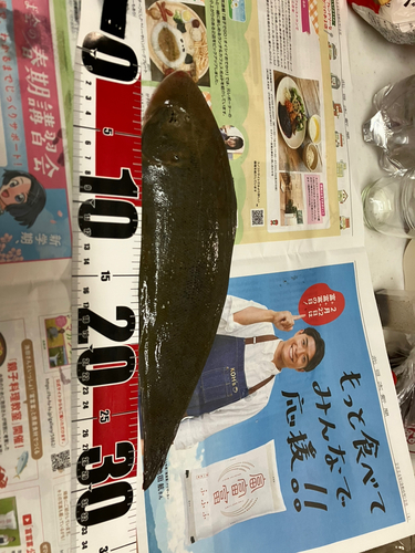 ヒラメの釣果