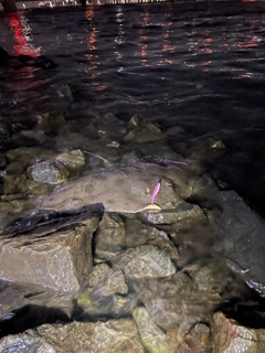 アカエイの釣果