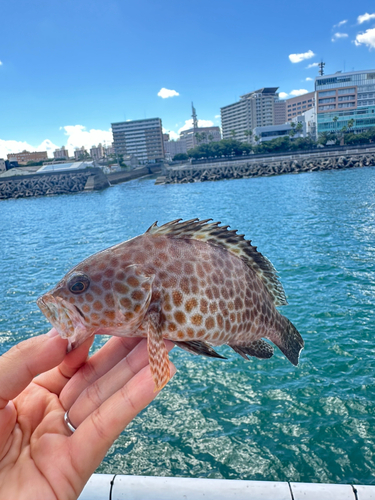 オオモンハタの釣果